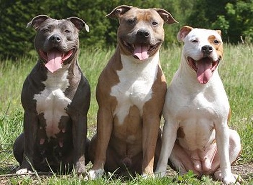 American Pit Bull Terrier